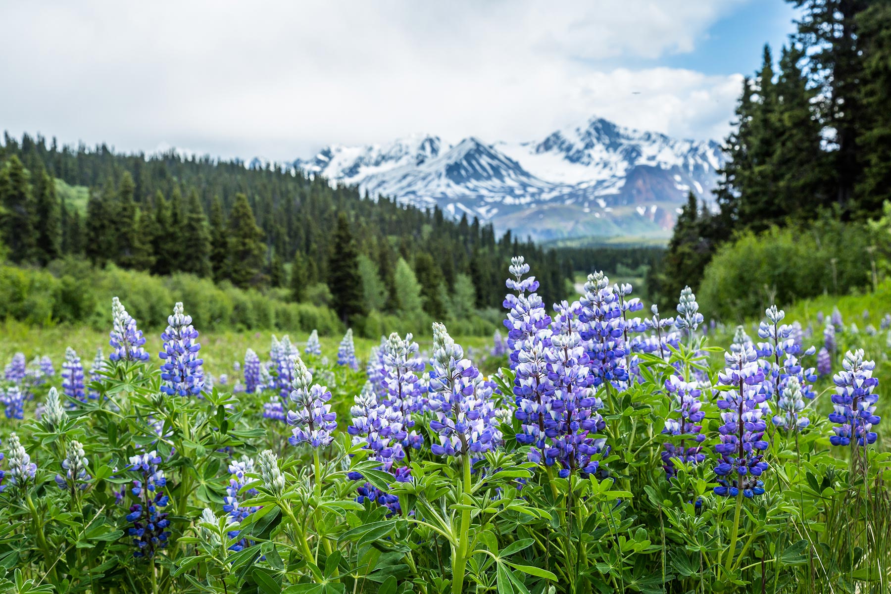 Fireweed in an Alaskan valley