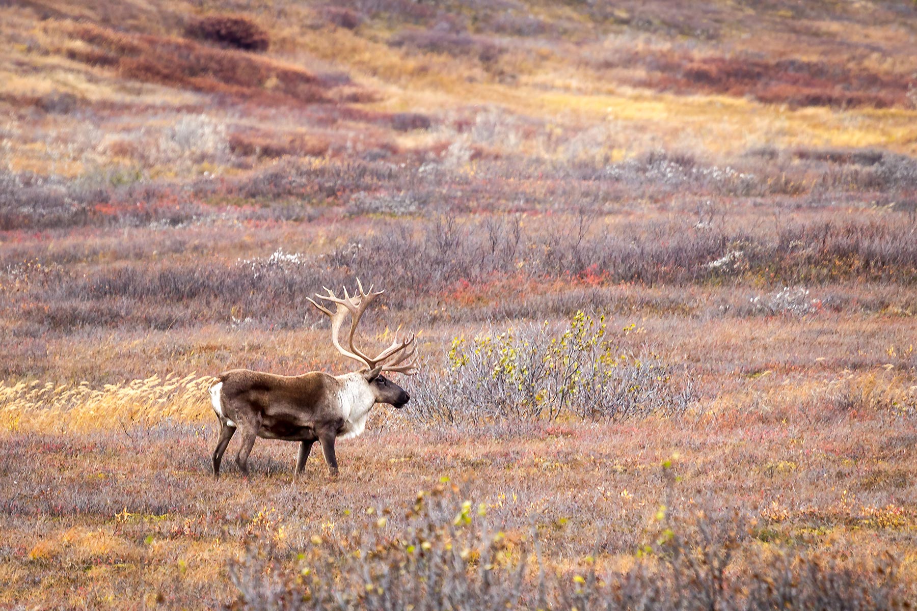 Large caribou in the tundra