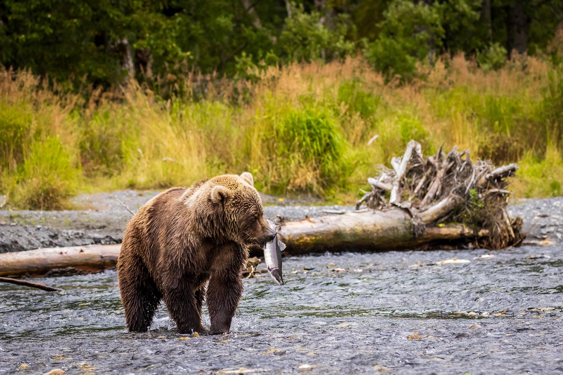 Bear with a salmon in its mouth