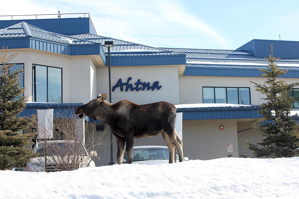 Moose in front of Ahtna building